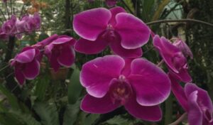 Kuching Orchid Garden